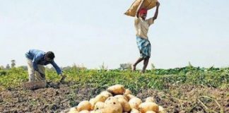দেশী আলুর উন্নয়ন কৌশল
