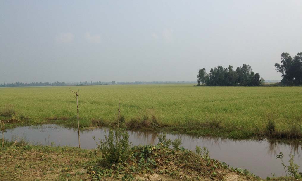 Rice-01