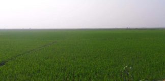 জলের জমিনে সবুজের গালিচা