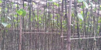 বরজে ঝরছে পান
