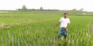 বোরো ধানের সমস্যার সমাধানে স্বস্তিতে গোদাগাড়ীর ধান চাষিরা