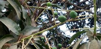 আমের গুটি ধরে রাখাসহ এ সময়ে করণীয়