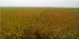 বোরো ধানে পাক ধরেছে, চাষাবাদ ৩ লাখ হেক্টর জমি