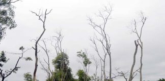 উপকূলে পাতাবিহীন গাছের সারি, মরে যাওয়ার উপক্রম
