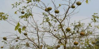 ‘বারি বেল ১’ অল্প সময়ে ফল, বাণিজ্যিকভাবে চাষাবাদে লাভবান