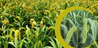 কাউন চাষের পূর্ণাঙ্গ ব্যবস্থাপনা ও রোগবালাই দমন পদ্ধতি
