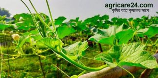 লাউ জাতীয় গাছের পাতা হলুদ/ডাউনিমিলডিউ রোগের প্রতিকার