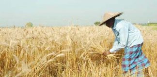 রাশিয়ার গমের উৎপাদন, রফতানি, দামে মন্দাভাব
