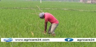 বোরো ধানে সেচের মাধ্যমে আগাছা ও মাকড় নিয়ন্ত্রণ পদ্ধতি