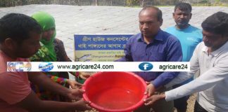 থাই পাঙ্গাসের আগাম ব্রুড তৈরী, কৃত্রিম প্রজননে রেণু উৎপাদনে সফলতা