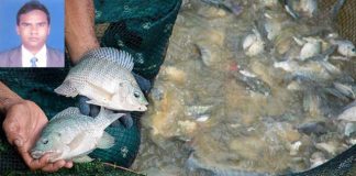 পুকুরে মনোসেক্স তেলাপিয়ার চাষ