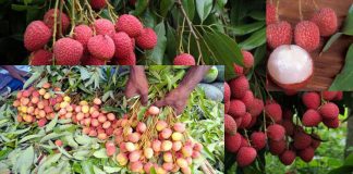বাগান হতে সরাসরি সংগ্রহকৃত রসালো লিচু হোমডেলিভারি পেতে যোগাযোগ করুন বাগান হতে সরাসরি সংগ্রহকৃত