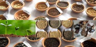 মানসম্পন্ন বীজ ব্যবহারে ২০ ভাগের অধিক ফলন মানসম্পন্ন বীজ ব্যবহারে ২০