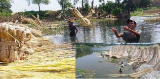 উজ্জ্বল বর্ণ ও ভালো মানের পাট ঘরে তুলতে যা করতে হবে উজ্জ্বল বর্ণ ও ভালো