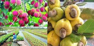 কাজুবাদাম, রাম্বুটান, কচুরিপানার ডাবল বেডে আলু চাষে মিলবে কৃষি ঋণ কাজুবাদাম, রাম্বুটান, কচুরিপানার ডাবল
