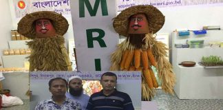 খাদ্য ও পুষ্টি নিরাপত্তা অর্জনে বাংলাদেশ গম ও ভুট্টা গবেষণা ইনস্টিটিউটের সাফল্য খাদ্য ও পুষ্টি নিরাপত্তা