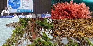দেশের উপকূলে সনাক্তকৃত সবুজ