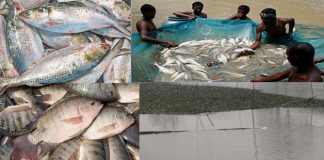 শেষ হলো মৎস্য সপ্তাহ