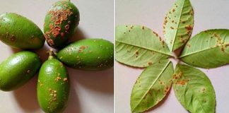 লেবু জাতীয় গাছে সাইট্রাস