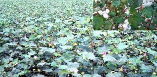 এখনই তুলা চাষের সময়