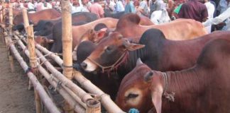 রাজধানীর ২৪ হাটে পশু বেচাকেনা শুরু রাজধানীর ২৪ হাটে পশু