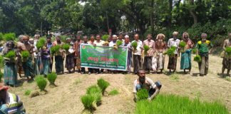 সিরাজগঞ্জ সদরে কমিউনিটি বীজতলায়