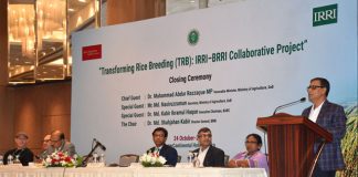 ট্রান্সফর্মিং রাইস ব্রিডিং পদ্ধতি