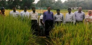 গাজীপুরে আমন মৌসুমের ব্রিধান