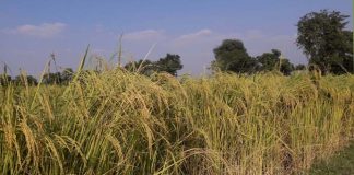 বরেন্দ্রে কৃষকের হাসি ফোটাবে