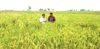 মাঠ জুড়ে সোনালী শীষ