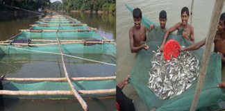 ভাসমান খাঁচায় গুলশা মাছ