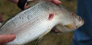 মাছের ক্ষতরোগ রোগ প্রতিরোধের