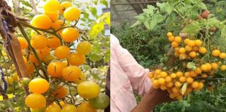 হলুদ চেরি টমেটো’র জাত