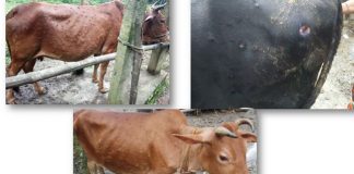 গবাদিপশুর লাম্পি স্কিন রোগের