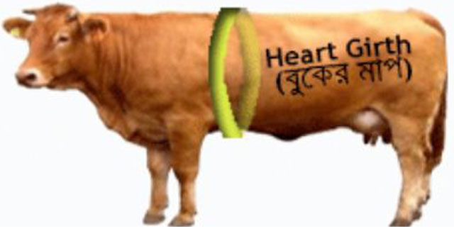 ফিতা দিয়ে গবাদিপশুর ওজন