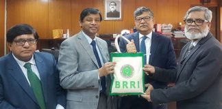 ব্রি ধান৩৪ ও ৫০’র
