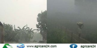সপ্তাহের কৃষি আবহাওয়া; হালকা