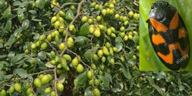 কুলের টিউব স্পিটল বাগ কুলের টিউব স্পিটল বাগ