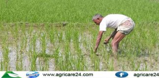 নতুন জাতের বোরো ধান চাষাবাদে আগ্রহ বাড়ছে নাটোরের কৃষকদের নতুন জাতের বোরো ধান