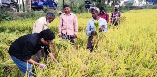 কৃষকের ধান কেটে দিলেন তথ্য ও যোগাযোগ প্রযুক্তি প্রতিমন্ত্রী পলক