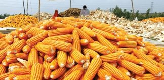 মন্দার শঙ্কায় ইউক্রেনের ভুট্টা উৎপাদন খাত, কমতে পারে ২%