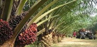 করোনার প্রভাবে ইন্দোনেশিয়ার পাম অয়েল রফতানিতে ধস