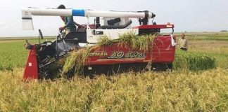 ধান ঘরে তুলতে কম্বাইন হারভেস্টার