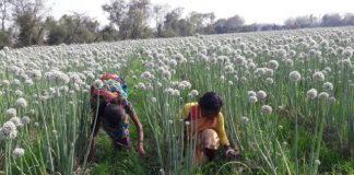 ফুলে ফুলে দুলছে কালো সোনা