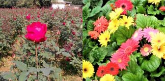 ফুল চাষ ছেড়ে আউষ চাষে ঝুঁকছেন ফুলচাষিরা