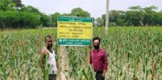 করোনায় নলছিটিতে কৃষকের পাশে কৃষি সম্প্রসারণ অধিদপ্তর