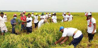 কৃষকের ধান কেটে দিলেন পৌর মেয়র
