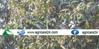 গুটির সাথে স্বপ্ন বাড়ছে