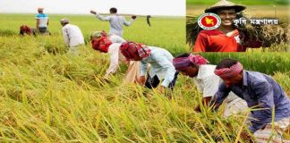 ধান কাটার শ্রমিকদের হাওরে