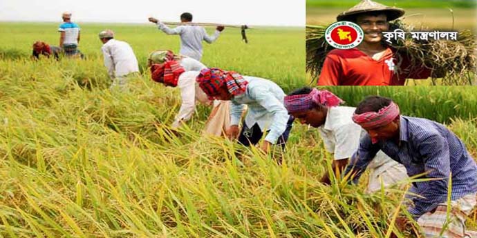ধান কাটার শ্রমিকদের হাওরে